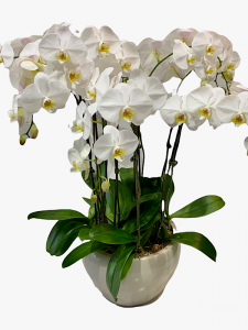 Phaleonopsis Orchid 9 Spiker
